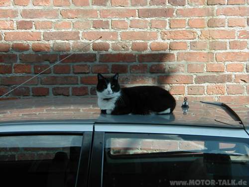 Katze02