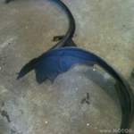 Img-1181