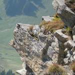 Niesen-sept-2009-067