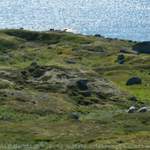 Schafe im Hardangervidda