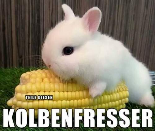 Kolbenfresser