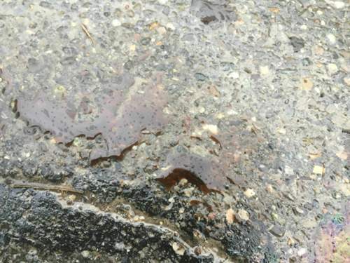 Img-3758