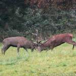 Mächtige tiere beim hirschkampf