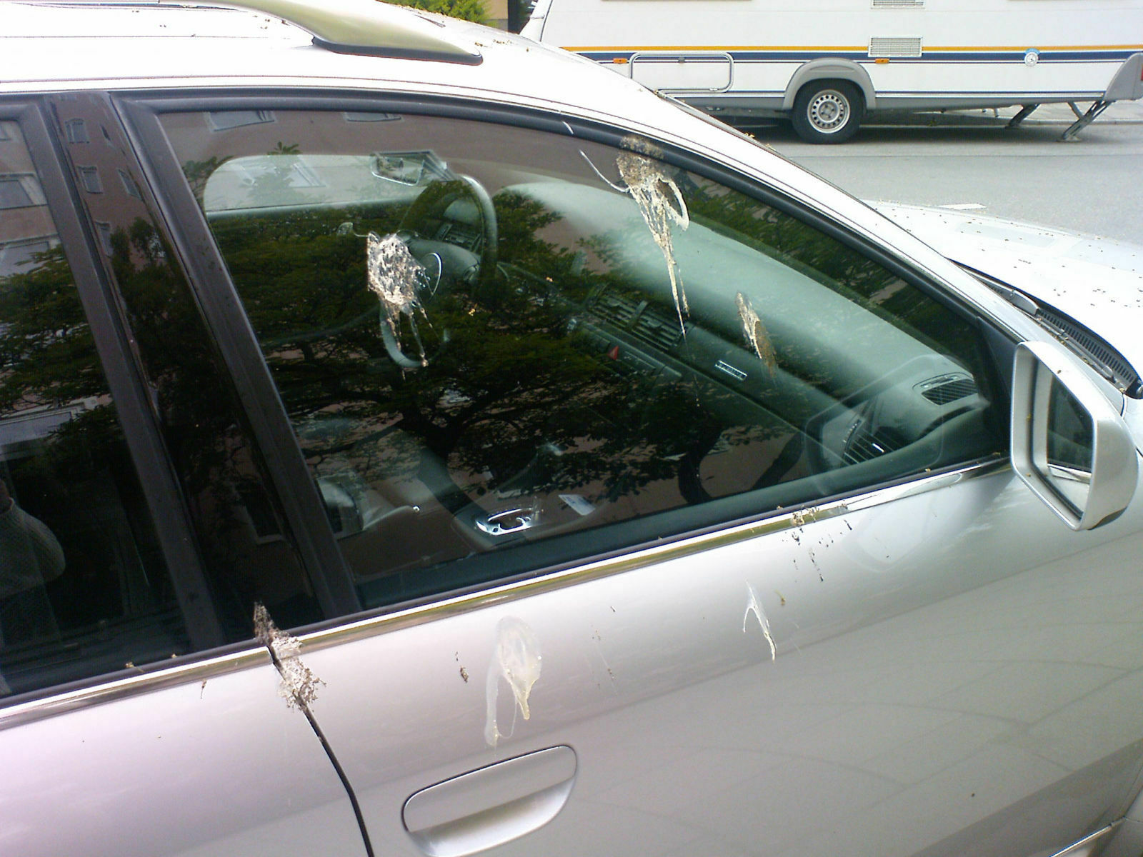 Oh mein Gott! Vogel-Attacke gegen meinen allroad!