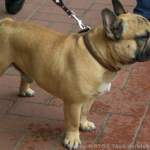 Schwarm aller Frauen der Mops