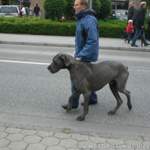 Dogge XXL