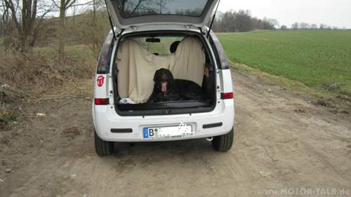 Hund-im-auto