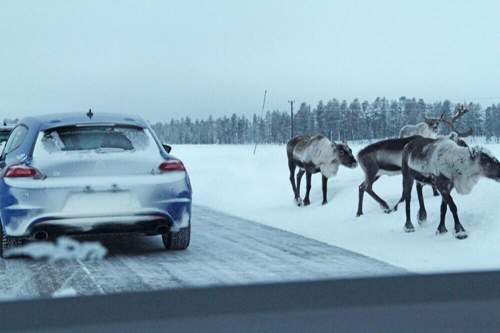 Rentiere in Lappland