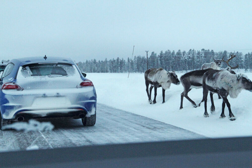 Rentiere in Lappland
