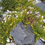 Wuchernd