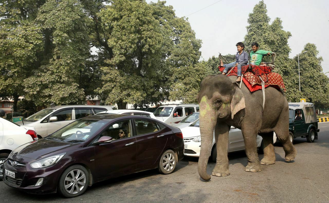 Verkehr in Indien: Elefanten hat Peugeot nicht im Angebot, aber Fahrzeuge des französischen Herstellers könnten bald bei Tata gebaut werden