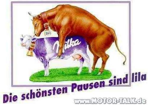 Lila-kuh-milka