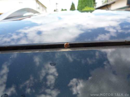 Audi-rost