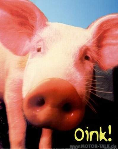 Eng-schwein-bilder-nb20530
