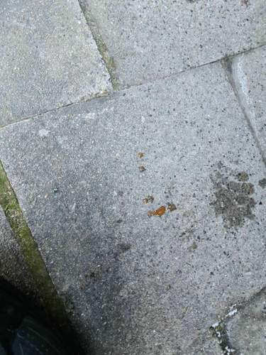 Rost