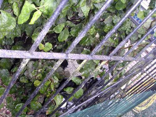 Pict0383