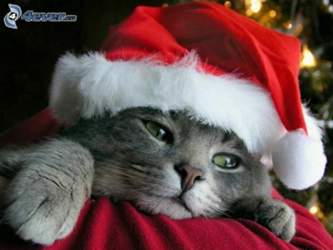 Weihnachtliches-katzchen