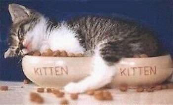 Katze