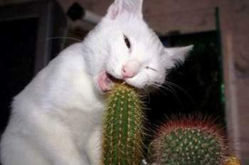Kleinepause-4mal-de-lustige-katzen-1-03