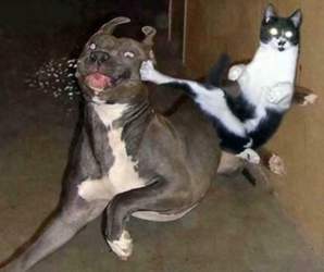 Kung-fu-katze-tritt-hund