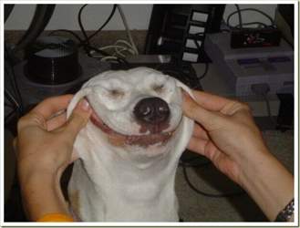 Breites-hunde-lachen
