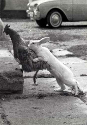 Rabbit