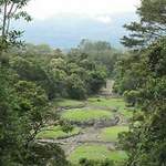 Guayabo