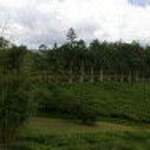 Bois Cheri