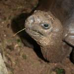 Riesenschildkroete
