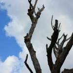 Der einize tote Baum der Insel