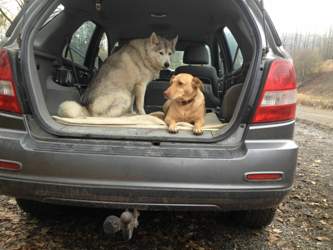 Die beiden Hunde im kia Sorento