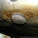 Rost VL