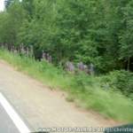 Dscn0267a1153