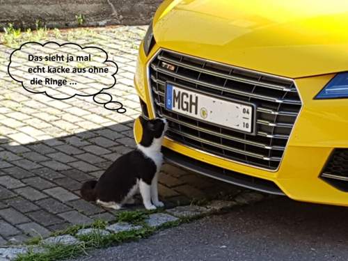 Katze-vermisst-die-ringe