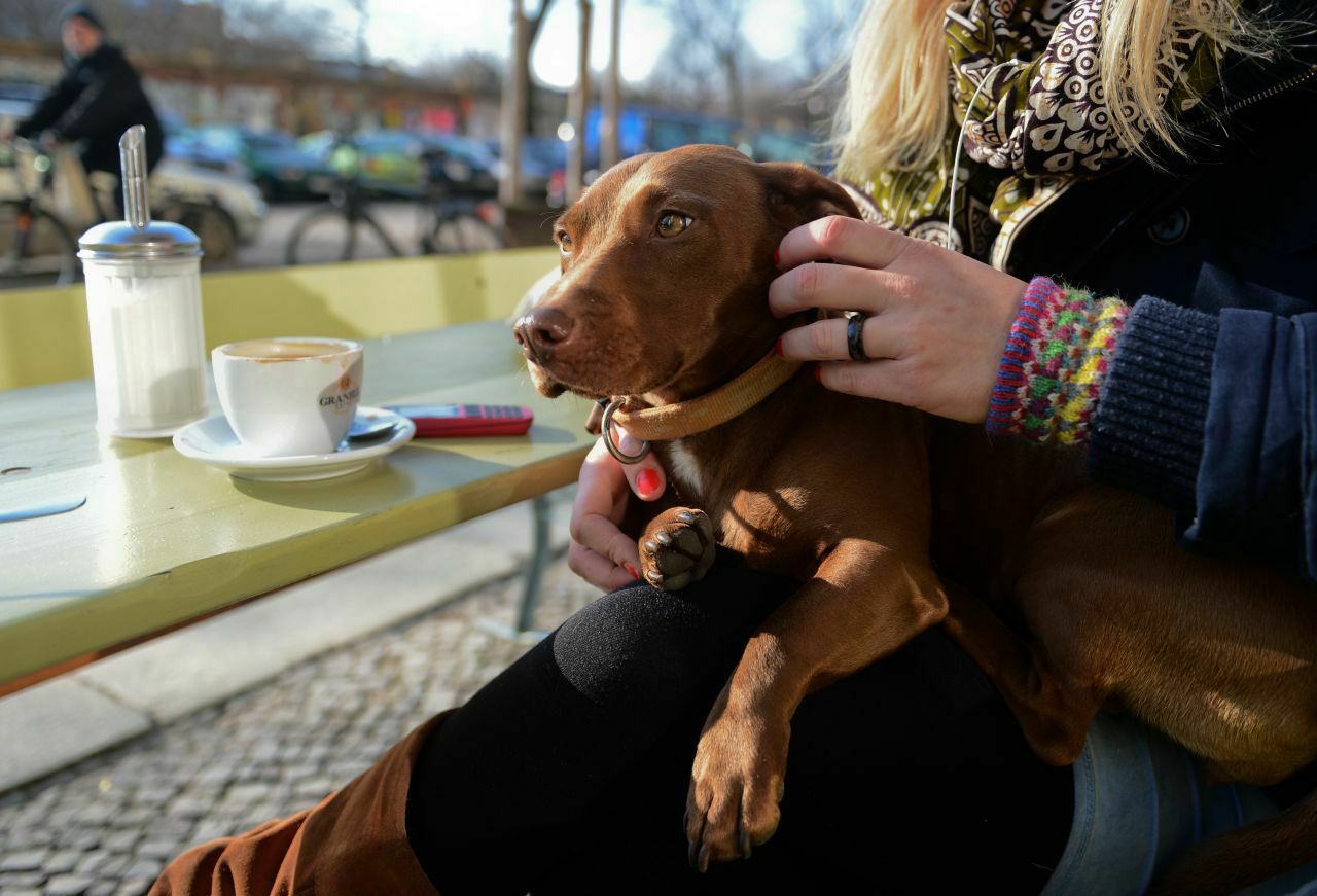 Ein Dackel wartete im falschen Auto auf Frauchen (Foto: Beispiel)