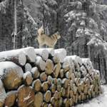 Für einen Husky ist Schnee ohnehin das größte....