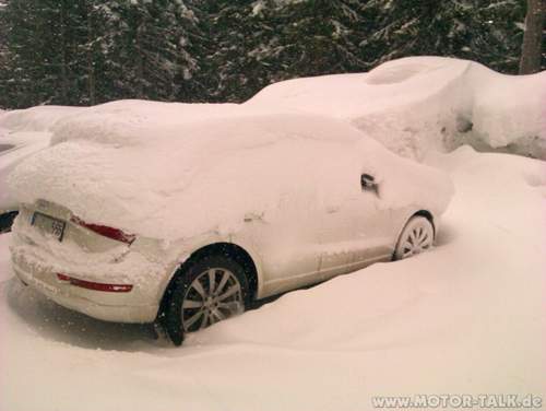 Schneekuh