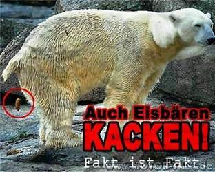 Eisbaeren-kacken-kl