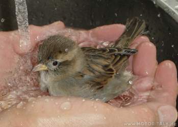 Spatz-beim-baden