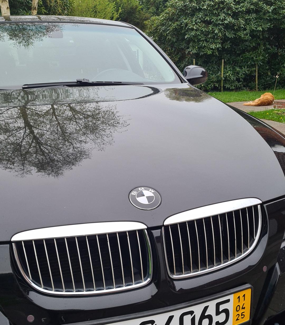Schwarze Nieren einbauen