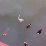 Big Fishes