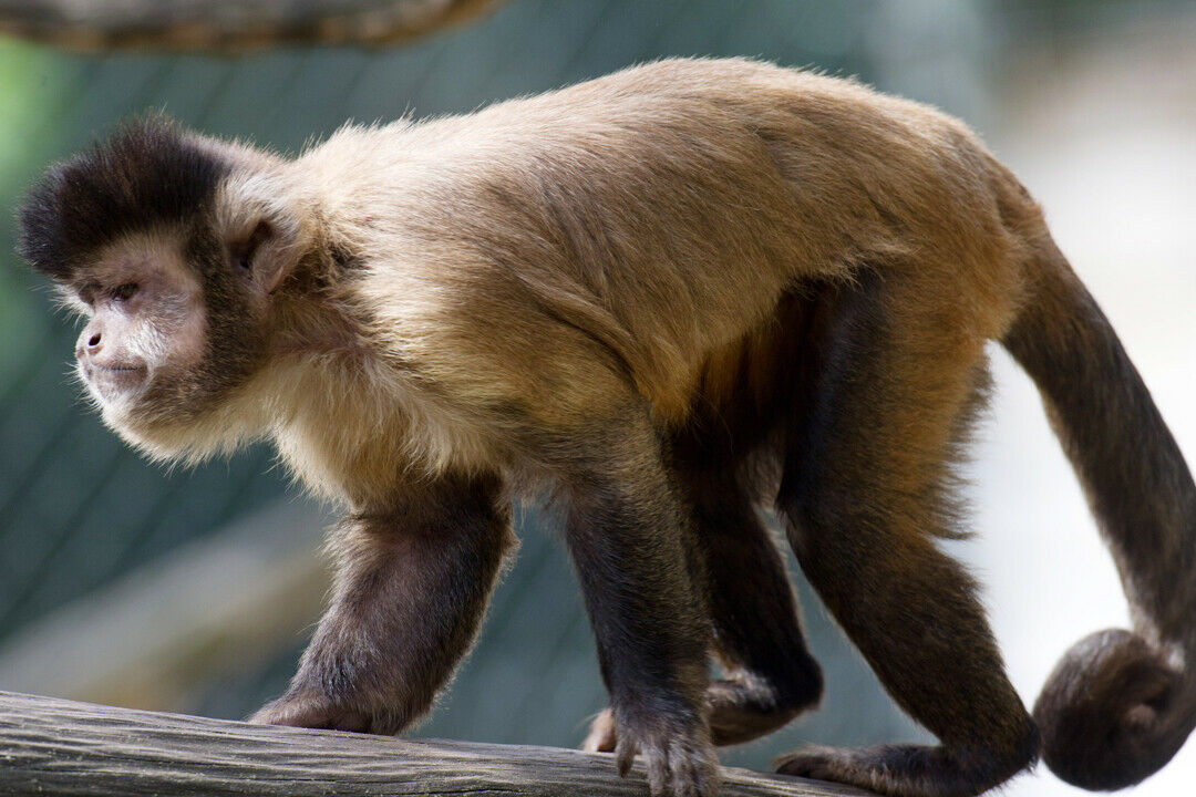 Dieser Kapuzineraffe lebt im Tierpark. Das Exemplar, das auf der Autobahn 30 aufgegriffen wurde, gehört jedoch einer Familie
