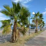 Sonne, Palmen, sanfte Brise