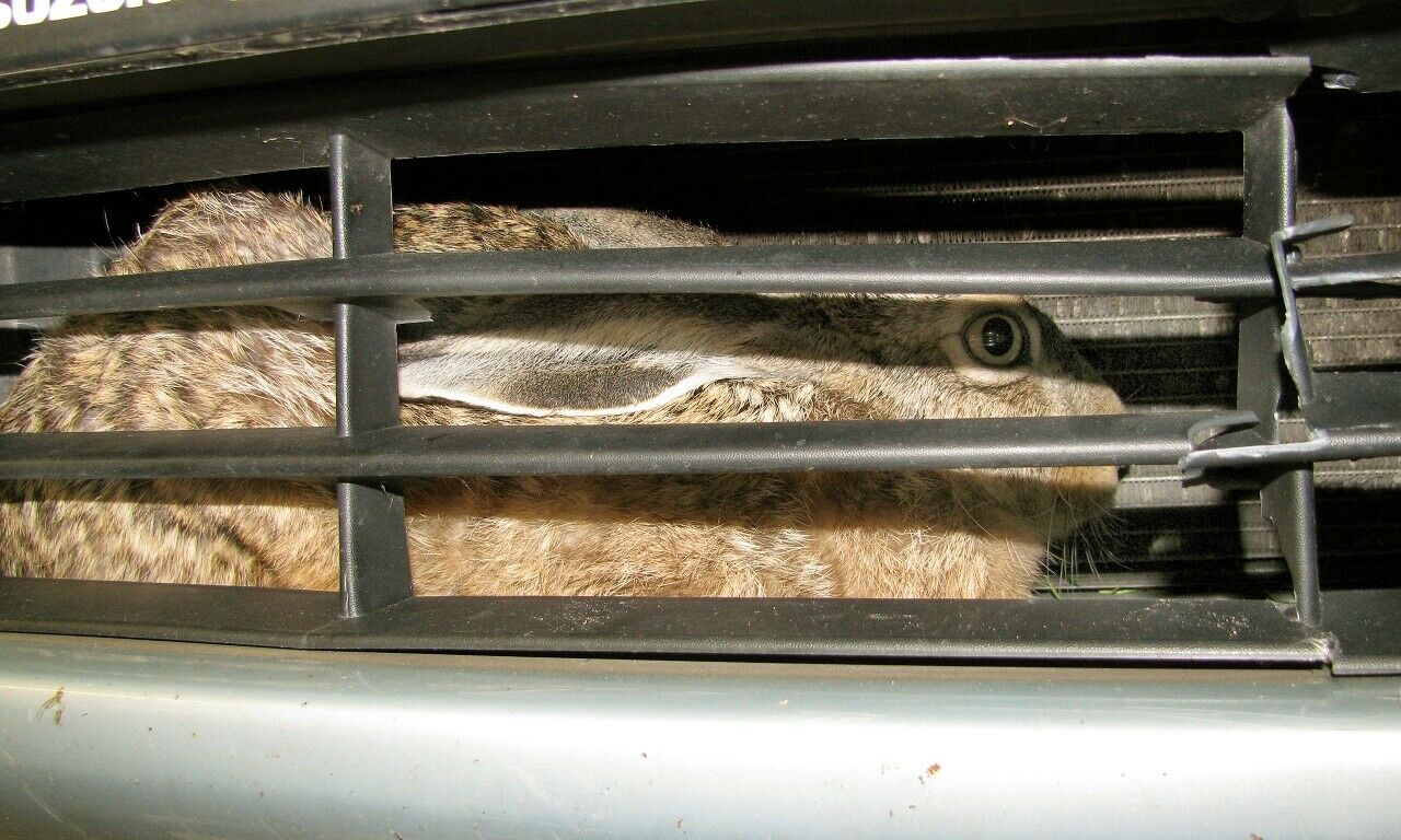 Scheint öfter zu passieren: Dieser ostfriesische Hase durchschlug 2012 bei Tempo 100 die Kunststoffabdeckung des Wagens und wurde hier einen Tag nach dem Unfall unverletzt gefunden