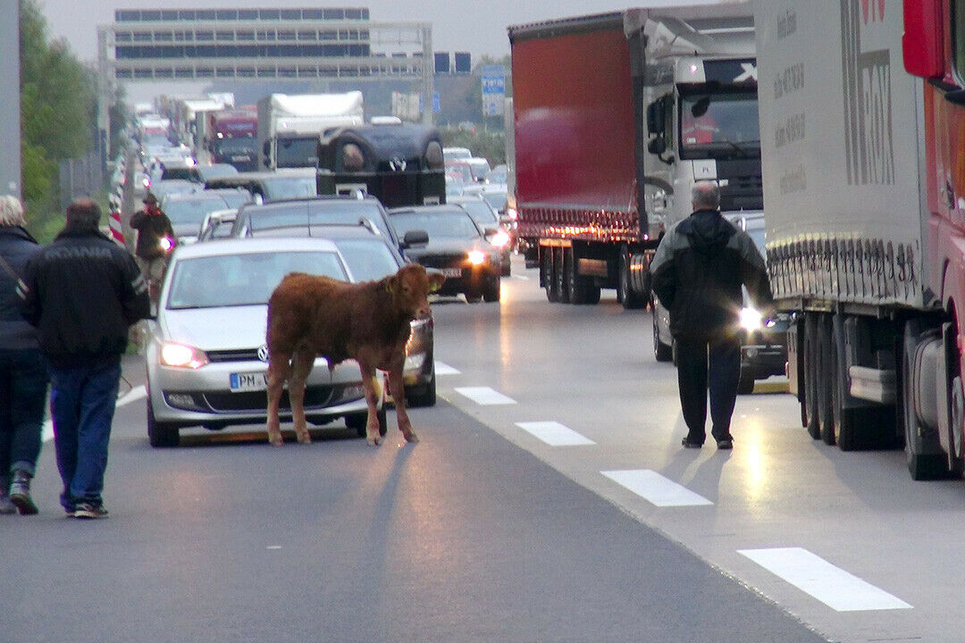 Ein entlaufener Jungbulle sorgte für einen kilometerlangen Stau und verdutzte Gesichter bei den Autofahrern
