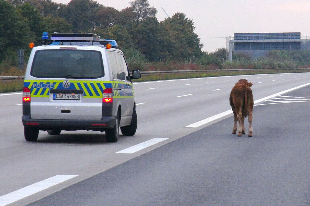 Beim ersten Fangversuch geriet das Tier in Panik und attackierte mehrere Autos und einen Polizisten