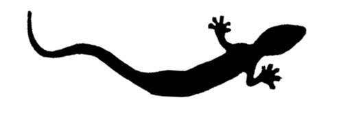 Gecko-fuer-frontis-kopie