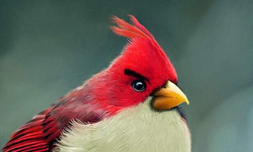 Angrybird