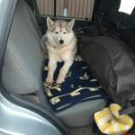 Img-6493