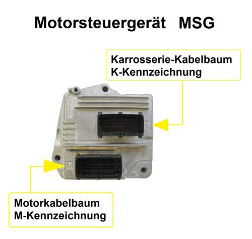 MSG Stecker